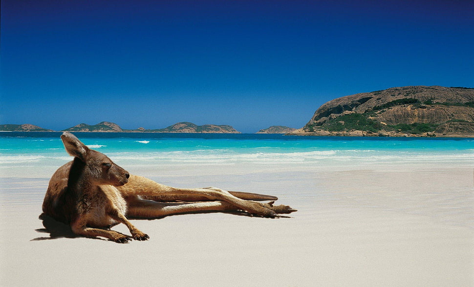 brown kangaroo, animals, kangaroos, beach HD wallpaper