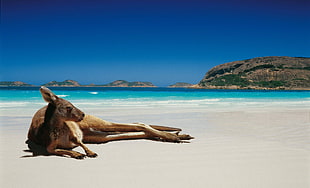 brown kangaroo, animals, kangaroos, beach
