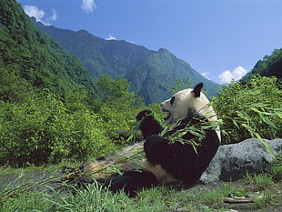 white and black panda, animals, nature, panda HD wallpaper