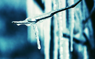 macro photography of frozen dew on branch