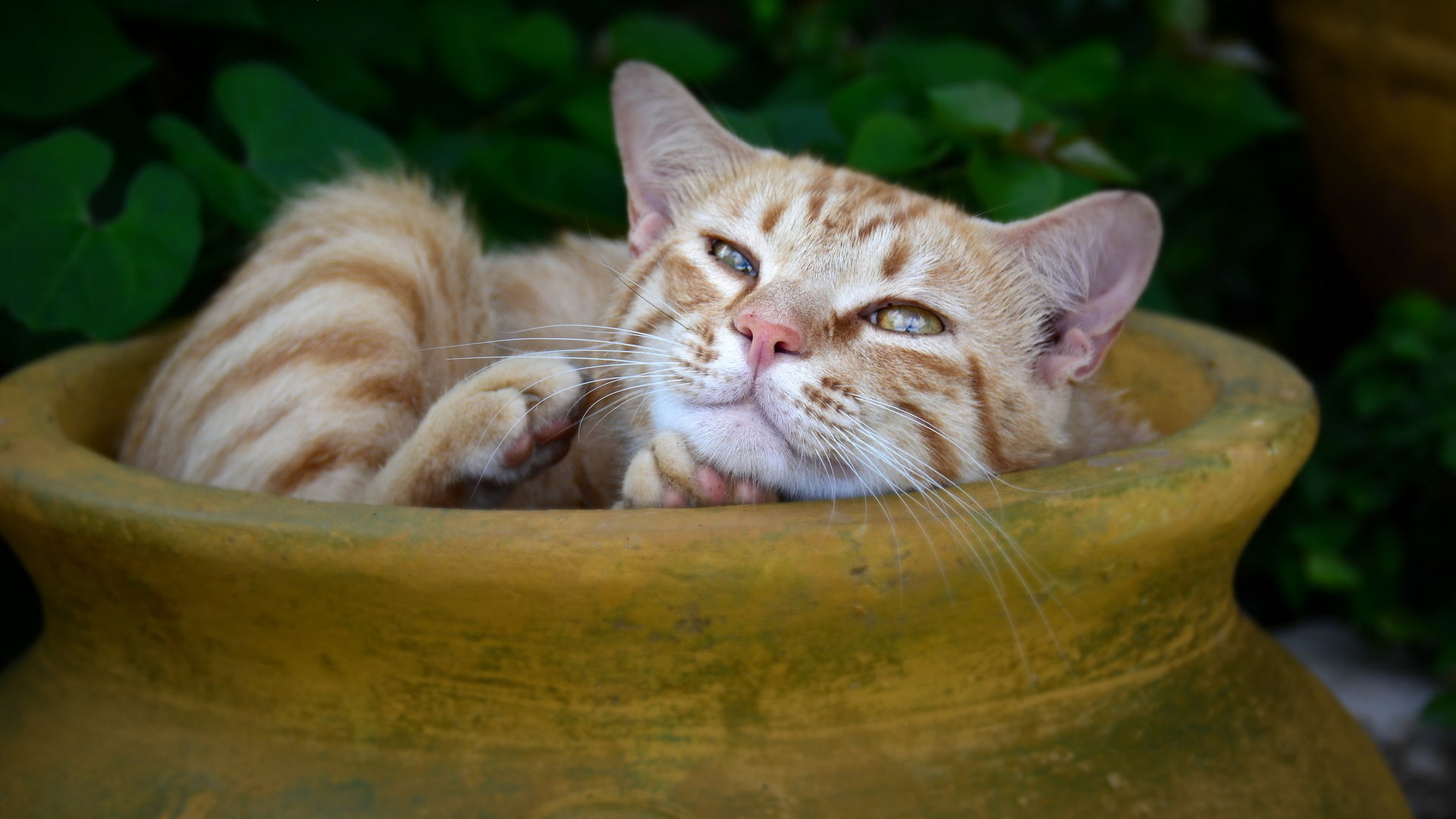 orange tabby cat