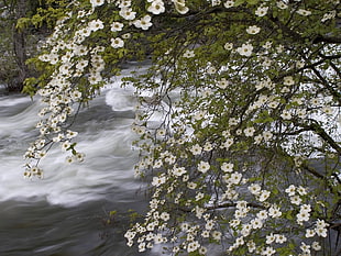 white petaled flowers beside body of water lapse time photo