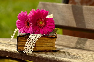 two pink daisies on brown book on brown wooden bench