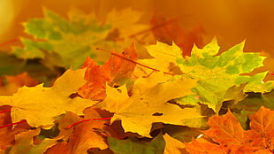 maple leaves, nature, plants, leaves HD wallpaper