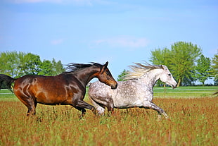 photography of two brown and white horses in brown field grass