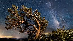 brown leaning tree photo during night time, bristlecone pine HD wallpaper