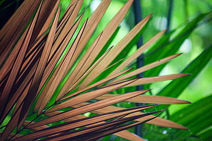 photo of brown linear leaf