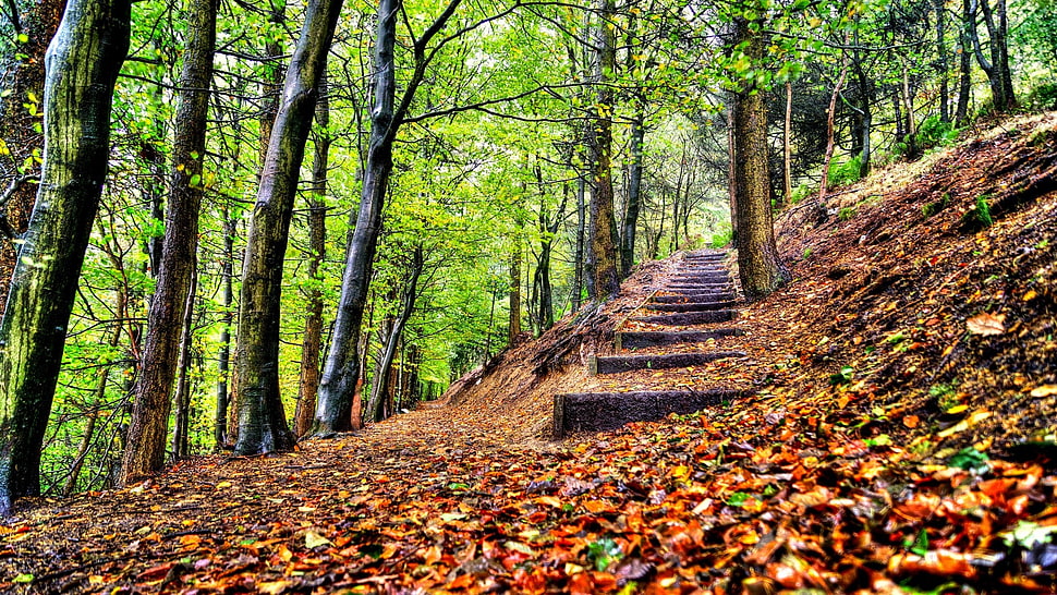 green leafed tree, nature, stairs, forest HD wallpaper