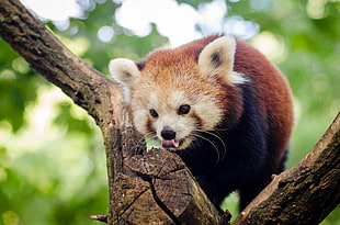 red panda, Red panda, Small panda, Tree HD wallpaper