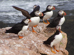 flock of puffin perched on brown stone, atlantic puffins