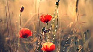 panoramic photography of red Poppy flowers HD wallpaper