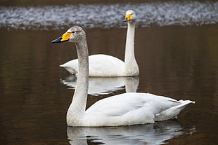 two white duck on body of water