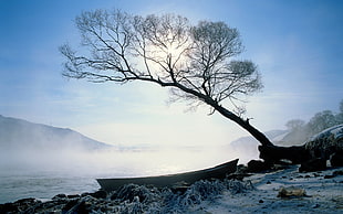 tree near body of water and mountain