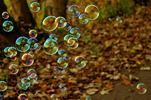 close up photo of iridescent bubbles near dried leaves