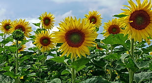 photography of Sunflowers