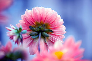 shallow focus photography of pink petal flower HD wallpaper