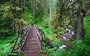 green forest, creeks, forest, bridge, path HD wallpaper