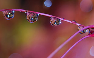 close-up photography of water droplets