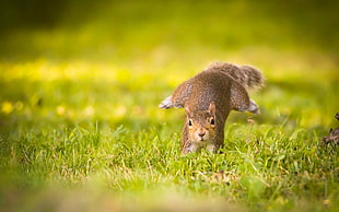 brown squirrel, animals, mammals, grass, squirrel HD wallpaper