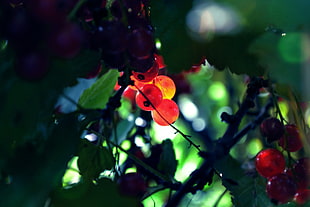 round red cherries, plants, macro, fruit, leaves