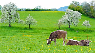 two brown-and-white cows garden
