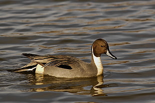 grey duck on calm water, northern pintail