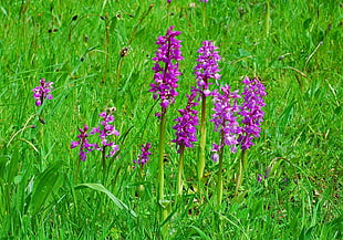 purple cluster flowers surrounded by green grass