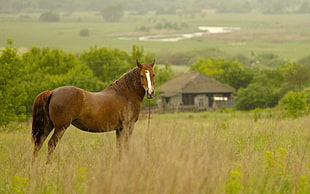 brown horse standing on dried field during daytime