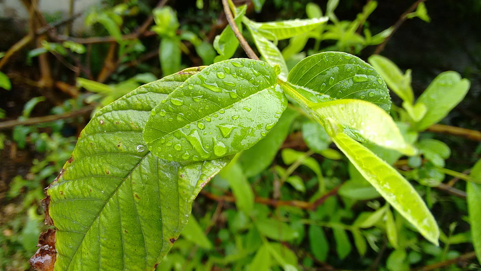 green leaf with teardrop at daytime HD wallpaper