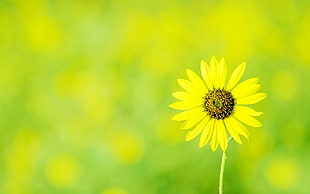 yellow daisy tilt lens photography HD wallpaper