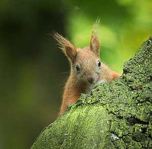 close-up photo of brown squirrel