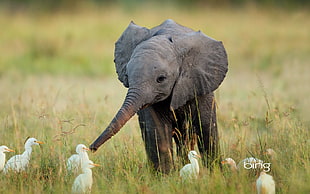 grey elephant, elephant, duck, nature, friendship