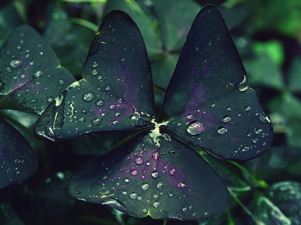 green leaf plant HD wallpaper