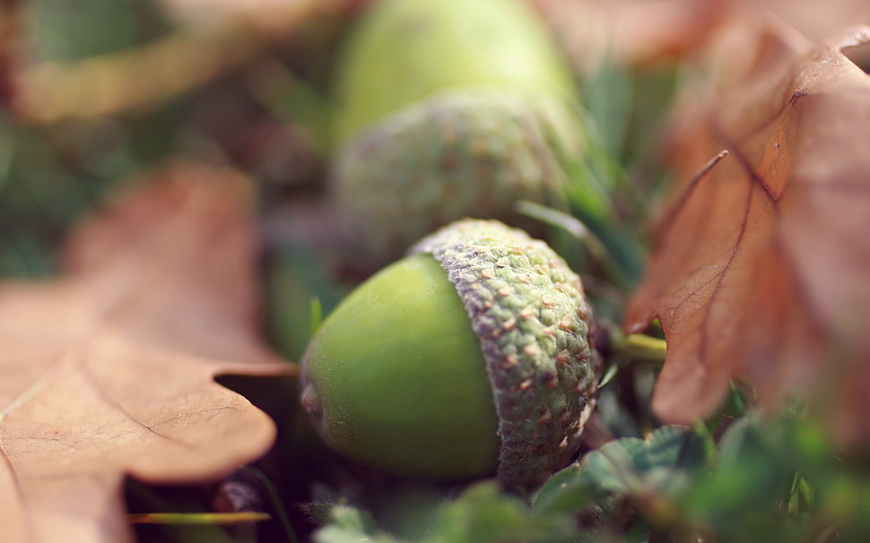 green and black leaf plant, macro, plants, leaves, fall HD wallpaper
