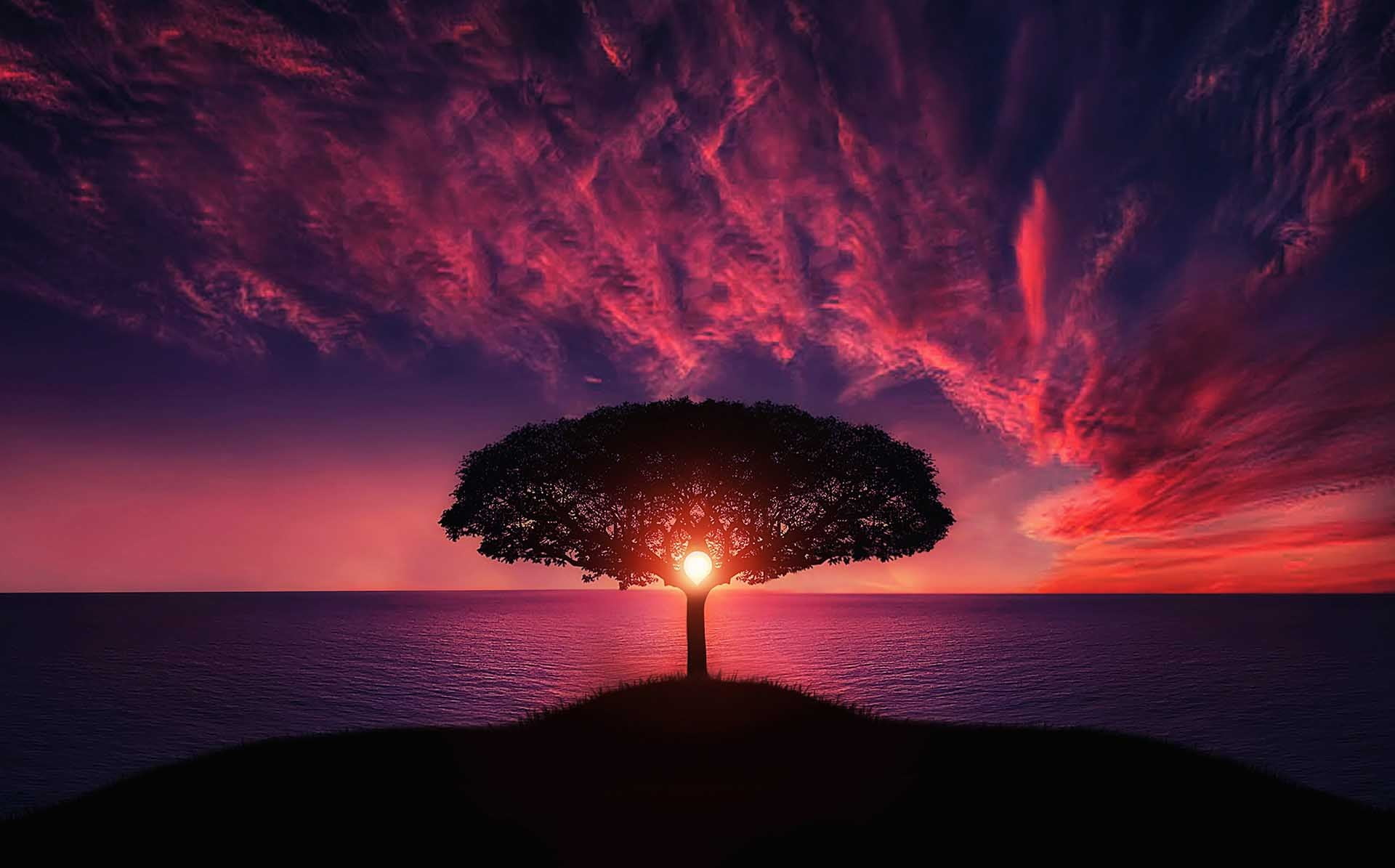 silhouette of tree in front of body of water during sunset