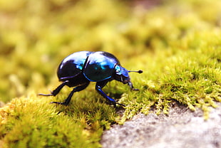 close-up photography of dung beetle on green grass