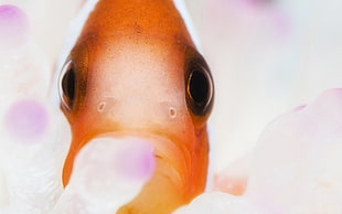 orange fish in closeup photography