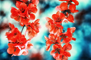 red petaled flowers, flowers, macro