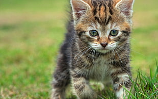 calico kitten on green grass