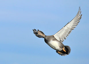 white and grey duck soaring under blue sky during daytime, gadwall, drake, seedskadee national wildlife refuge