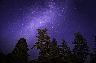 milky way galaxy at night sky, trees