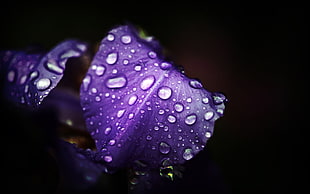 rain drops on purple leaf plant HD wallpaper