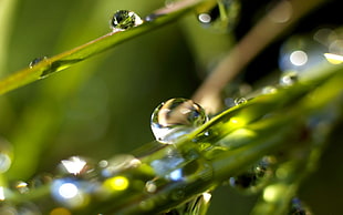 close up photograph of water droplets HD wallpaper