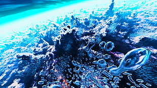coral reefs wallpaper, bubbles, underwater