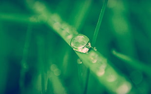 water dew on leaves, nature, macro, grass, water drops