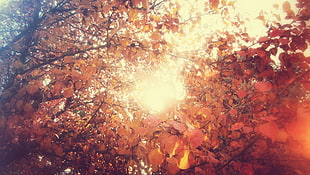red leaf trees HD wallpaper