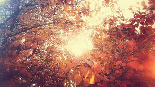 red leaf trees