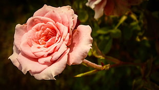 pink rose flower, flowers, rose