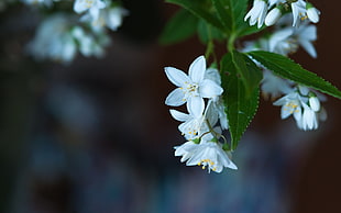 tilt shift photography of white 5-petaled flowers