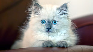 closeup photo of medium fur white and gray cat